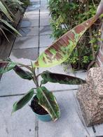 musa zebrina-grand nain-red dacca-1000 fingers, Tuin en Terras, Planten | Tuinplanten, Ophalen, Vaste plant, Overige soorten, Volle zon