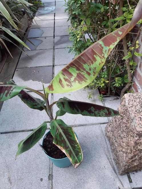musa zebrina-grand nain-red dacca-1000 fingers, Tuin en Terras, Planten | Tuinplanten, Vaste plant, Overige soorten, Volle zon
