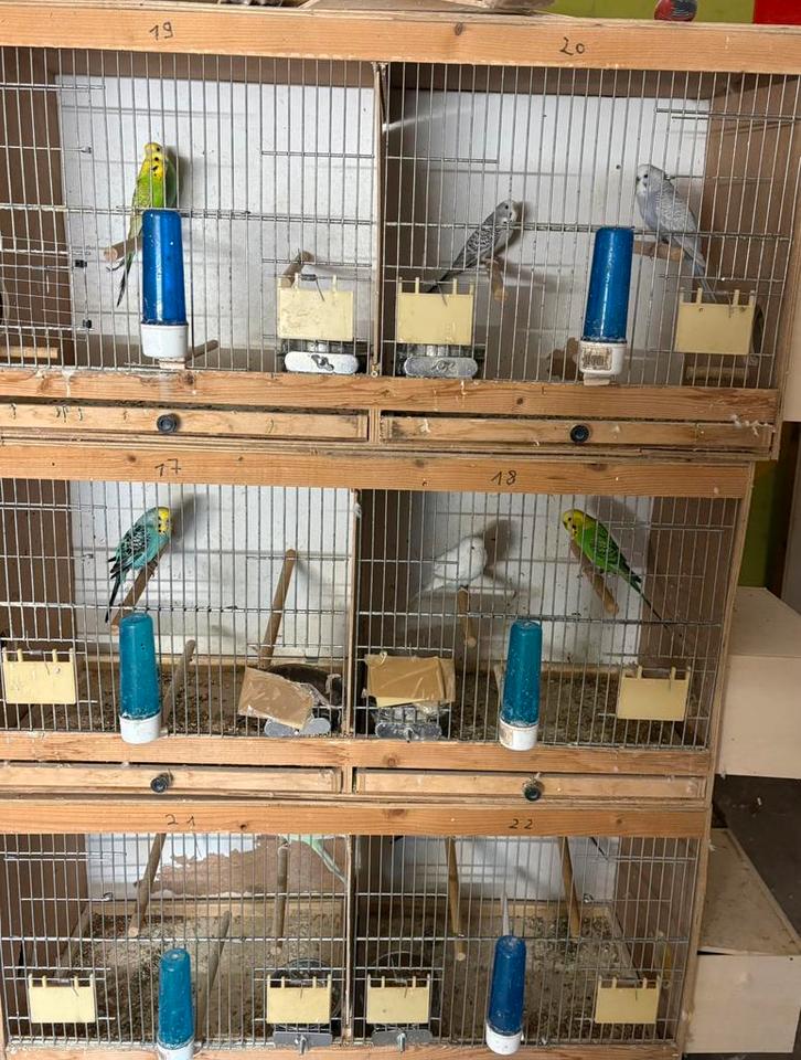 Grasparkieten + kooien, Dieren en Toebehoren, Vogels | Toebehoren, Gebruikt, Kooi-accessoires, Ophalen