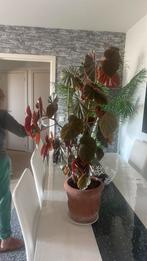 Een mooie plant, Tuin en Terras, Ophalen