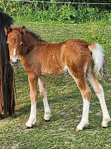Kindvriendelijke minipaardjes, Poney de récréation, Plusieurs animaux, Poney A (jusqu'à 1.17 m), Vermifugé
