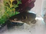 Catfish & Acara chichlid & ancistrus ruitenkuiser (vrouwtje), Dieren en Toebehoren, Vissen | Aquariumvissen