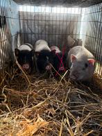 Minivarkentjes de zeugjes uit nestjes van 4 juli & 21 juli, Dieren en Toebehoren, Schapen, Geiten en Varkens, Vrouwelijk, Varken