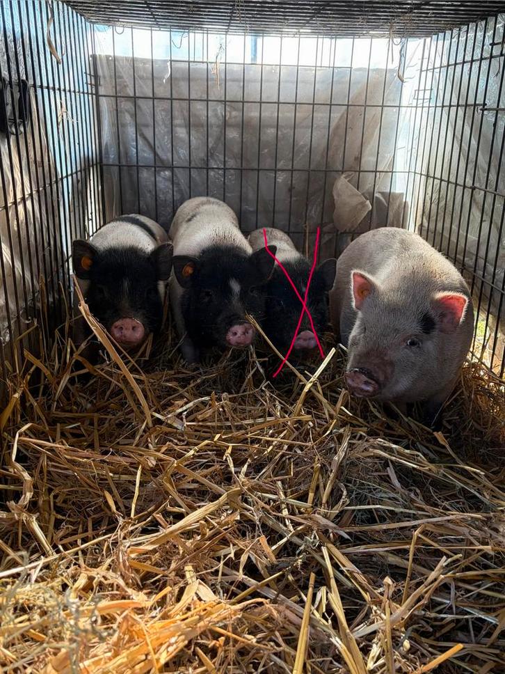 Minivarkentjes de zeugjes uit nestjes van 4 juli & 21 juli, Dieren en Toebehoren, Schapen, Geiten en Varkens, Varken, Vrouwelijk