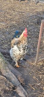 Jeune Coq, Animaux & Accessoires