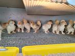 Brahma buff  kuikens, Dieren en Toebehoren, Pluimvee