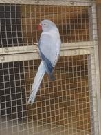 1-0 violet opaline/ witkopwitstaart 2024, Dieren en Toebehoren, Vogels | Parkieten en Papegaaien