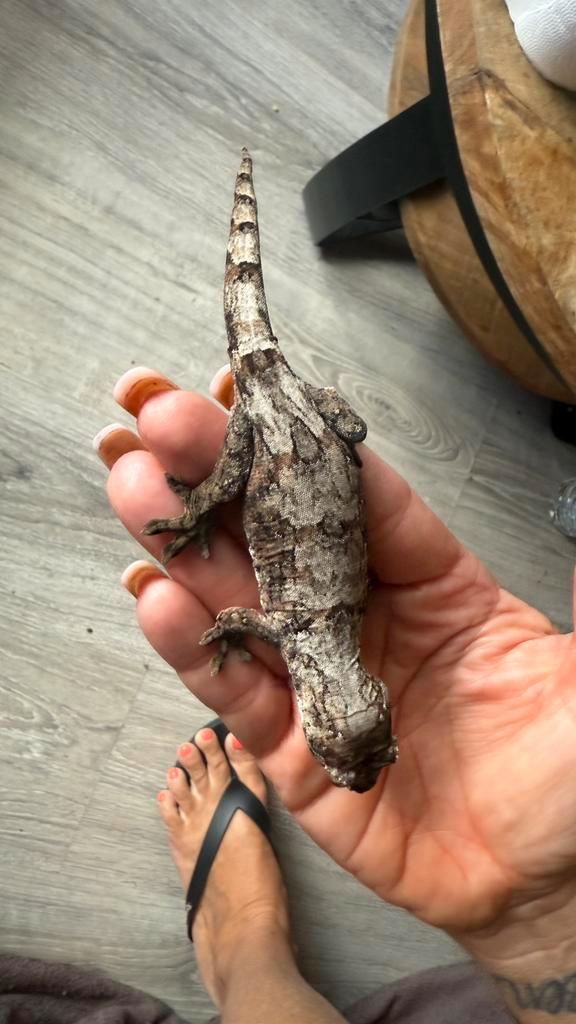 Mainland chahoua vrouw  lees heel de advertentie, Dieren en Toebehoren, Reptielen en Amfibieën