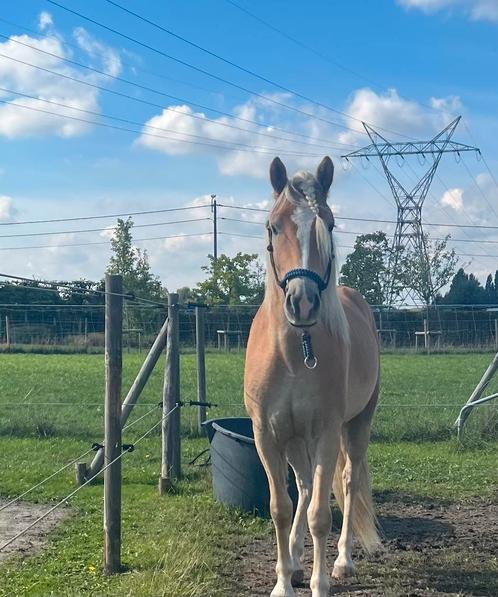 Prachtige haflinger te koop met goede stamboom, Dieren en Toebehoren, Paarden, Ruin, Niet van toepassing, Minder dan 160 cm, 3 tot 6 jaar