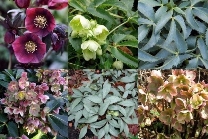 Helleborus, Jardin & Terrasse, Plantes | Jardin, Plante fixe, Couvre-sol, Mi-ombre, Hiver, Enlèvement