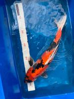 HQ Japanse showa 56cm 4Jaar kweker Ogata male, Dieren en Toebehoren, Karper of Koi