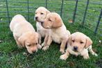 Chiots labradors blond foncé, Animaux & Accessoires, Chienne, Belgique, Labrador retriever, Plusieurs