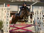 D pony met topkarakter, Dieren en Toebehoren, Pony's, Merrie, Gechipt, Springpony, 11 jaar of ouder