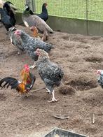 Koekoeken hanen, Dieren en Toebehoren