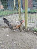 koppel dorking, Poule ou poulet, Plusieurs animaux