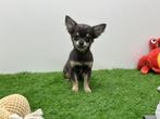 Chihuahua pups, Dieren en Toebehoren, Honden | Chihuahua's en Gezelschapshonden, België, 8 tot 15 weken, CDV (hondenziekte), Meerdere