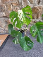 Monstera bonte albo-plant, Huis en Inrichting, Ophalen, Halfschaduw, In pot, Minder dan 100 cm