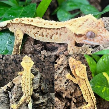 Wimpergecko gecko a crete crested gecko