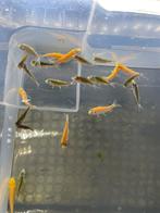 40 baby koi 2-3 cm, Dieren en Toebehoren, Karper of Koi