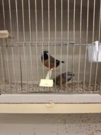 gordelgrasvink, Tropenvogel, Geringd