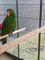 Kweekman edelpapegaai, Dieren en Toebehoren, Mannelijk, Papegaai, Geringd