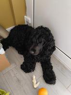 Zwart coker 18 maanden sms 0492989993, Dieren en Toebehoren, Honden | Chihuahua's en Gezelschapshonden, België, Particulier, 1 tot 2 jaar