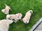 Lieve golden retriever pups, Animaux & Accessoires, Parvovirose, Plusieurs, Belgique, 8 à 15 semaines