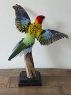 Prachtrosella en peluche (posture de vol) - Wildernis Atel, Collections, Collections Animaux, Enlèvement ou Envoi, Neuf, Oiseaux