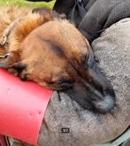 mechelse herder dekreu, 3 à 5 ans, Particulier, Chien (mâle), Parvovirose