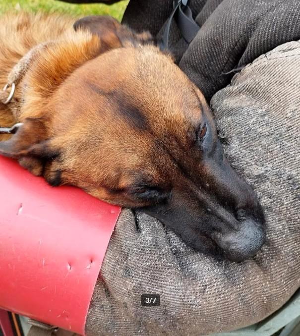 mechelse herder dekreu, Dieren en Toebehoren, Honden | Dekreuen, Reu, Particulier, Eén hond, Nederland, 3 tot 5 jaar, CDV (hondenziekte)