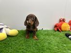 Dwergteckel pups, België, 8 tot 15 weken, Korthaar, CDV (hondenziekte)