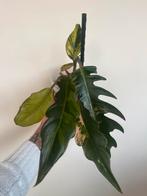 philodendron Caramel Marble Variegata, Huis en Inrichting, Ophalen