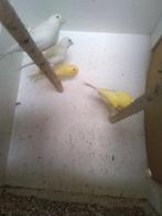 Kanarie mannelijk, Dieren en Toebehoren, Vogels | Kanaries, Mannelijk, Bastaard