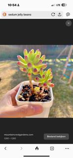 Sedum “Jelly Beans”-stekjes gezocht, Ophalen, Vetplant, In pot, Minder dan 100 cm