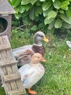 Hollandse kwakers, Meerdere dieren, Eend