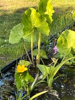 Vijverplant : grote dotterbloem, Tuin en Terras, Planten | Tuinplanten, Ophalen, Volle zon, Vaste plant, Vijverplanten