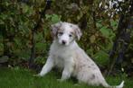 Border collie pups alle kleuren geboren in Belgie, België, 8 tot 15 weken, Collie, Meerdere