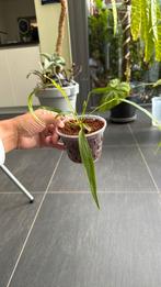 Anthurium friedrichsthalii, Ophalen of Verzenden