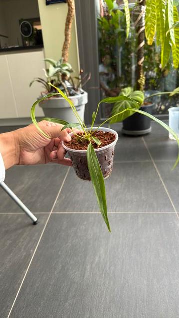Anthurium friedrichsthalii beschikbaar voor biedingen