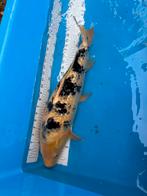 55 cm ginrin bekko koi, Dieren en Toebehoren, Vissen | Vijvervissen, Karper of Koi