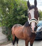 Lieve merrie te koop, Dieren en Toebehoren, Paarden, Merrie, M, Dressuurpaard, 11 jaar of ouder