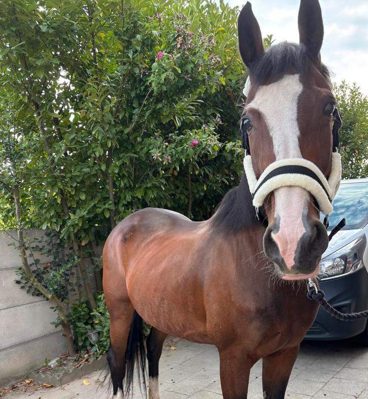 KWPN merrie te koop, Dieren en Toebehoren, Paarden, Merrie, M, 165 tot 170 cm, 11 jaar of ouder, Dressuurpaard
