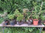 Lot de 15 bonsai et pré bonsai, Tuin en Terras, Planten | Struiken en Hagen, Ophalen of Verzenden