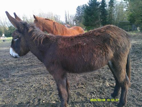 opleren ezelsmerrie, Dieren en Toebehoren, Pony's, Merrie, Onbeleerd, D pony (1.37m tot 1.48m), Tuigpony, 3 tot 6 jaar, Gechipt