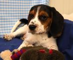 Supermooie Beagle pups!, Dieren en Toebehoren, Beagle, 15 weken tot 1 jaar, Buitenland, CDV (hondenziekte)