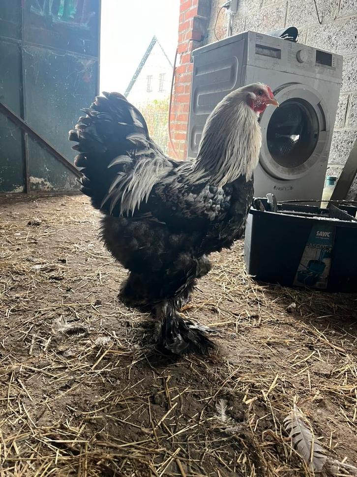 Zalm Brahma haan 6 maand oud, Animaux & Accessoires, Volatiles, Poule ou poulet, Mâle