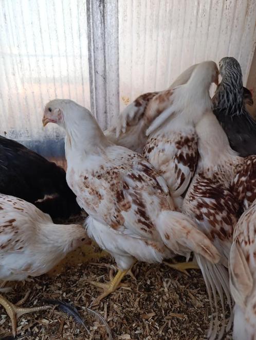 poulets affectueux qui pondent de délicieux œufs colorés, Animaux & Accessoires, Volatiles, Poule ou poulet, Femelle