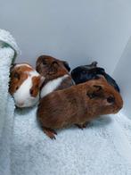 4 baby cavia's mogen binnen 1 week het nest verlaten, November, Cavia