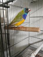 Gouldamandine man van 25, Dieren en Toebehoren