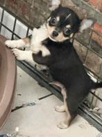 Chihuahua pups, 8 à 15 semaines, Éleveur | Loisir, Un chien, Chihuahua